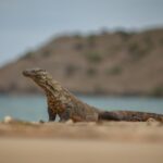 Komodo Dragon – Traits and Habitat